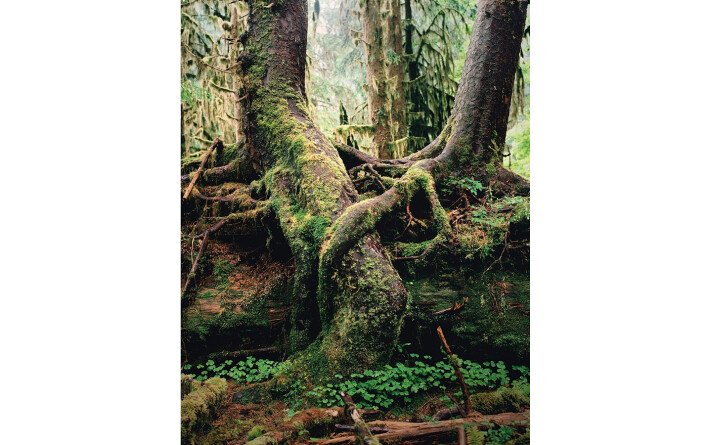 La vie secrète des arbres