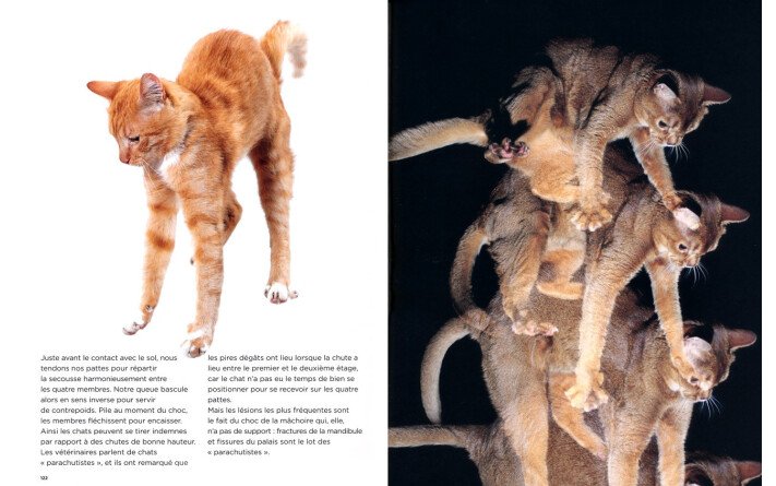 Encyclopédie du savoir relatif et absolu des chats