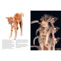 Encyclopédie du savoir relatif et absolu des chats