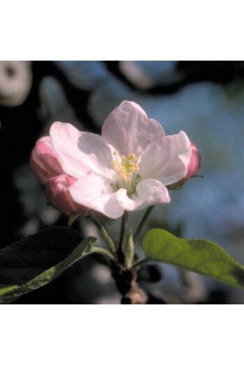 Crab apple (Pomme sauvage)