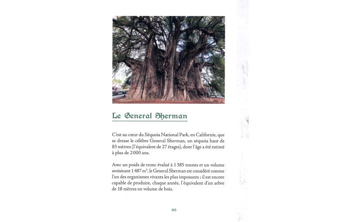 Arbres sacrés
