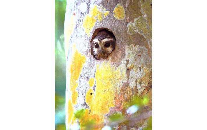 La vie secrète des arbres