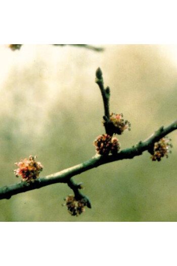 Elm (Orme)