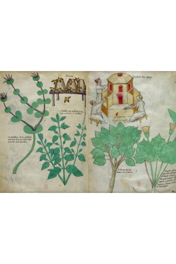 L'énigmatique Tractatus de Herbis