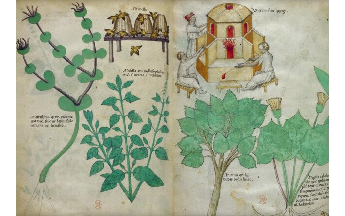 L'énigmatique Tractatus de Herbis