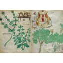 L'énigmatique Tractatus de Herbis