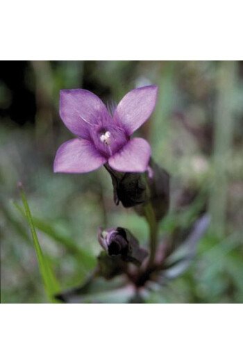 Gentian (Gentiane)