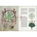 L'énigmatique Tractatus de Herbis