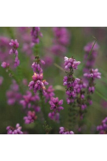 Heather (Bruyère)