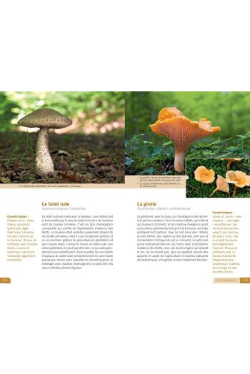 La vie au coeur de la forêt - Ses hôtes, ses secrets, ses fragilités...