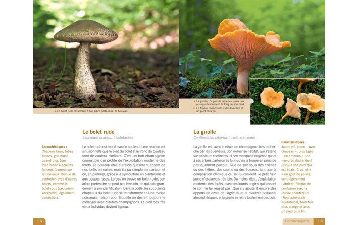 La vie au coeur de la forêt - Ses hôtes, ses secrets, ses fragilités...