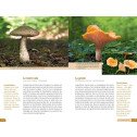 La vie au coeur de la forêt - Ses hôtes, ses secrets, ses fragilités...