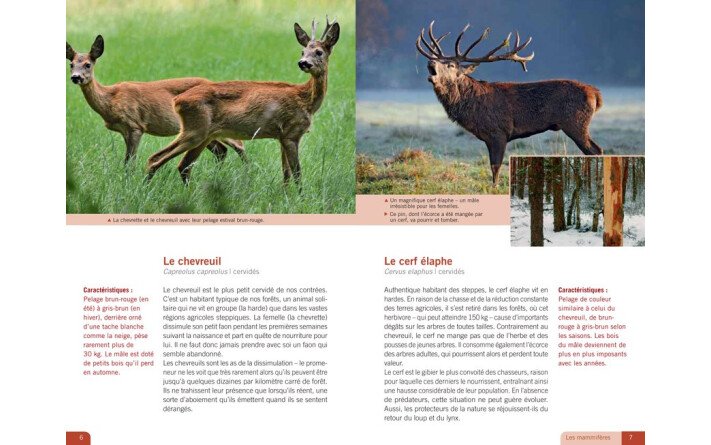 La vie au coeur de la forêt - Ses hôtes, ses secrets, ses fragilités...