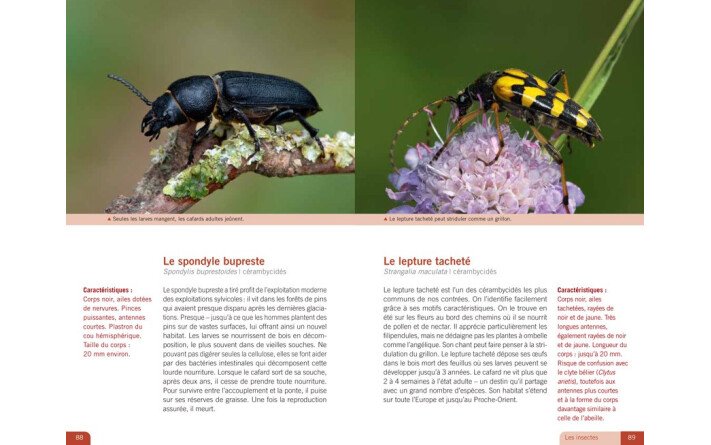 La vie au coeur de la forêt - Ses hôtes, ses secrets, ses fragilités...