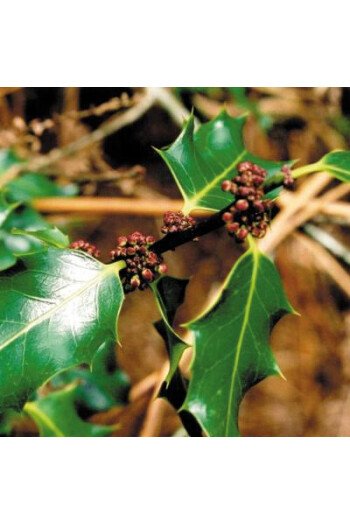 Holly (Houx)