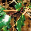 Holly (Houx)