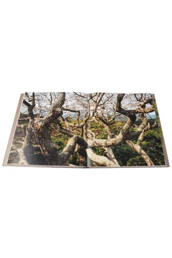 Il était une forêt