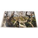 Il était une forêt