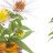 Fleurs de Bach