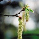 Hornbeam (Charme)