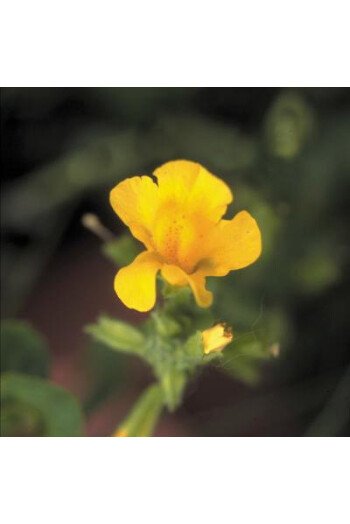 Mimulus (Muscade)