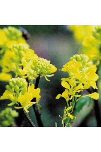 Mustard (Moutarde)