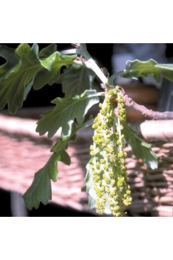 Oak (Chêne)