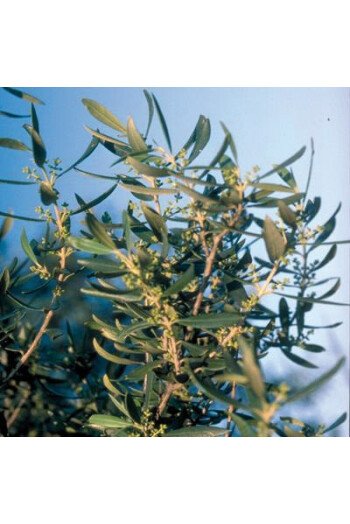 Olive (Olive)