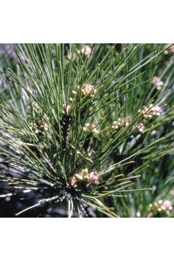 Pine (Pin Sylvestre)