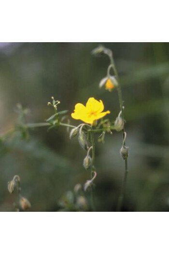 Rock rose (Hélianthème)