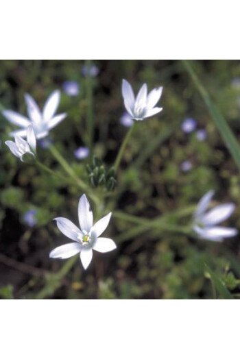 Star of Bethlehem (Etoile de Bethléem)