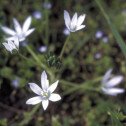 Star of Bethlehem