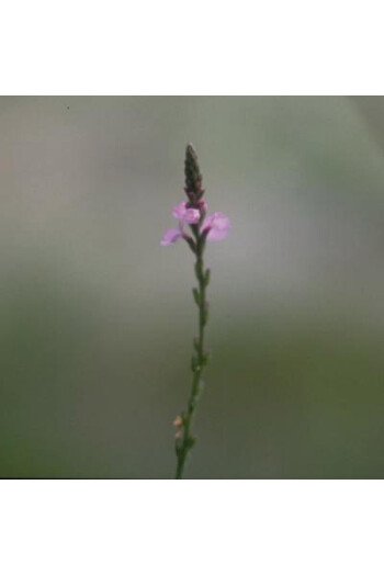 Vervain (Verveine)