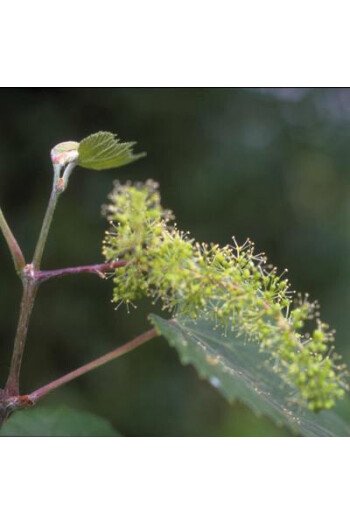 Vine (Vigne)