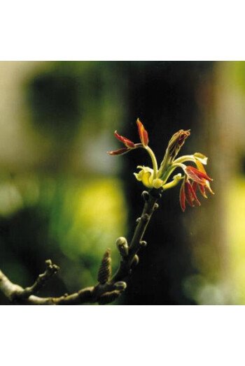 Walnut (Noyer)