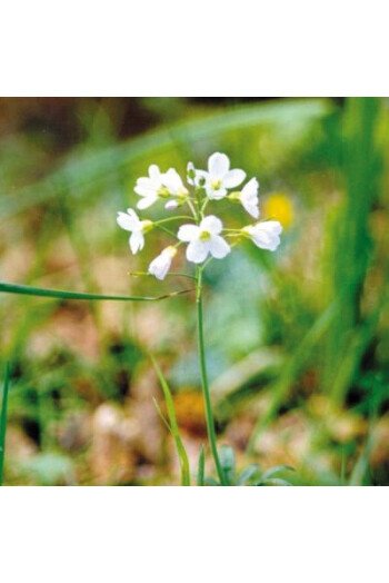 Water violet (Violette d'eau)