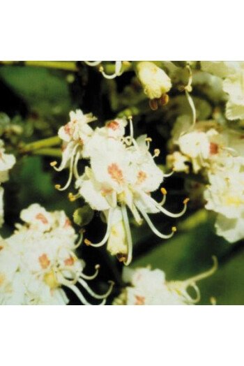 White chestnut (Marronnier blanc)