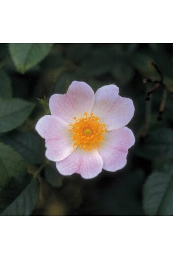 Wild rose (Eglantine)