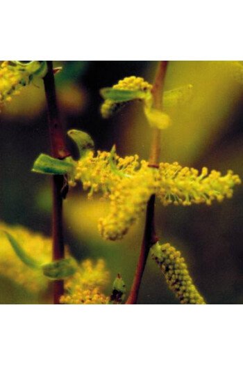 Willow (Saule)